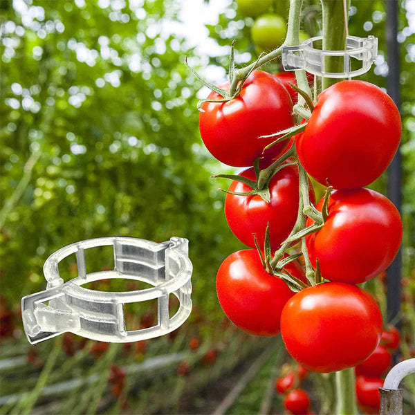 【🔥200 unidades】Clipes de fixação para o crescimento de plântulas de plantas
