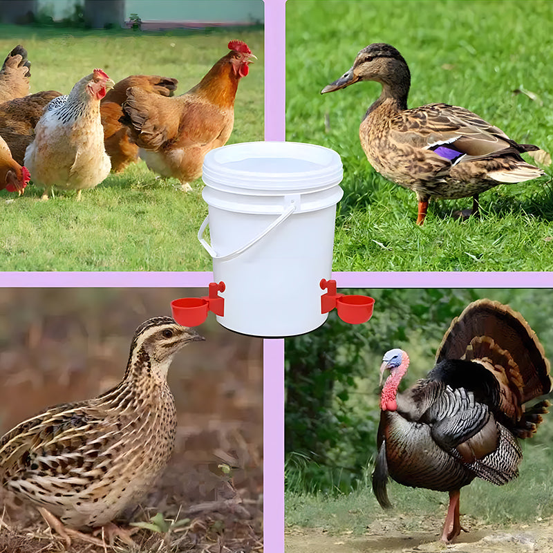 🐔 🎁 Bebedouros automáticos para aves (com berbequim incluído) --💧 Poupe tempo, sem mais trocas diárias de água